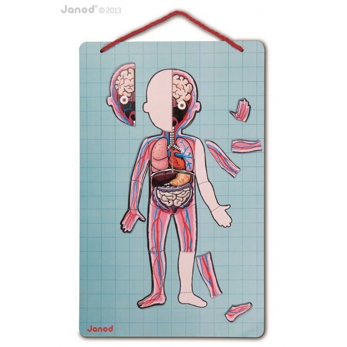 Układanka magnetyczna Ciało człowieka | Janod